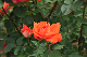 image0229