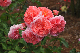 image0230