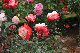 image0233