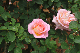 image0235