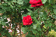 image0237