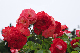 image0238
