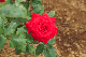 image0239