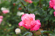 image0240