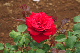 image0242