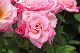 image0243
