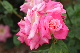 image0244