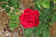 image0245