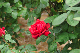 image0246