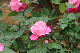 image0247