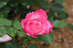 image0249