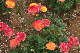 image0251