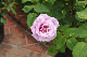 image0252