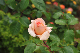 image0253