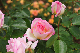 image0254