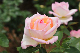 image0255