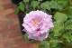 image0256