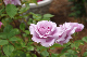 image0257