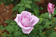 image0259