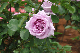 image0260