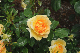 image0263