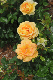 image0264