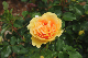 image0268