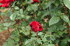 image0271