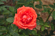 image0274