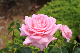 image0275
