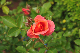 image0276