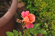 image0277