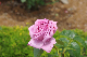 image0278