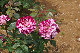 image0280