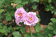 image0281
