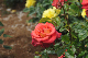 image0285