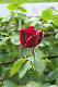 image0288