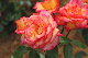 image0291