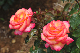 image0292