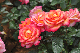 image0293
