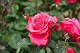 image0295