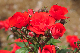 image0296