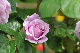 image0305