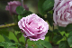 image0306
