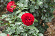 image0309