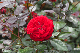image0310