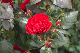 image0311