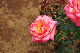 image0315