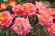 image0318