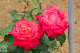 image0322